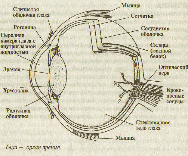 Глаз.Строение глаза человека