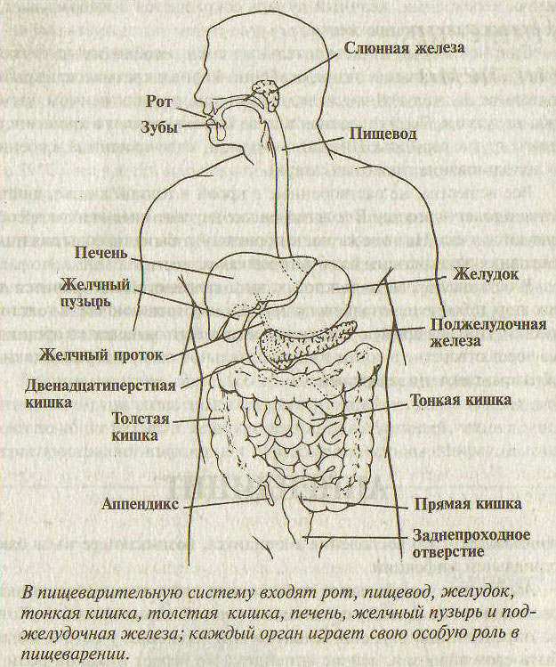 Пищеварительная система, пищеварение