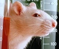 Ученые вырастили конечность мыши