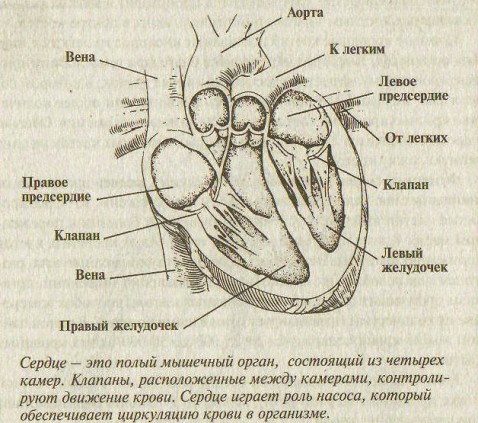 Кровеносная система, сосуды, сердце человека